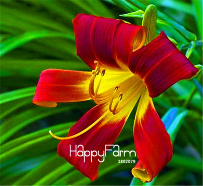 Lily Flower Seeds - Easy to Grow Bonsai Plants for Home & Garden | Fast Blooming
