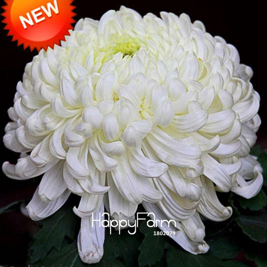 Premium White Chrysanthemum Seeds for Potted Plants - Garden Flowers