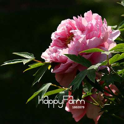 Yellow Peony Seeds for Planting - Potted Bonsai Flower Seeds for Home Garden
