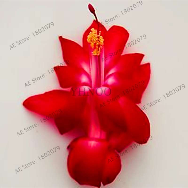 Mixed Color Christmas Cactus Seeds - Schlumbergera Bonsai Plant for Home & Garden Planting