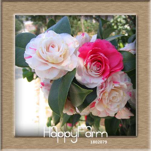 24-Color Camellia Seeds Kit - for Potted Plants, Bonsai & Garden Flowers | Fast-Growing & Vibrant Blooms