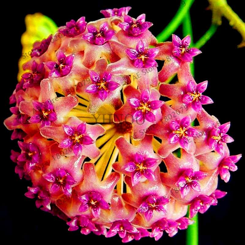 24 Color Hoya Carnosa Seeds - Rare Perennial Bonsai Plant for Home Garden