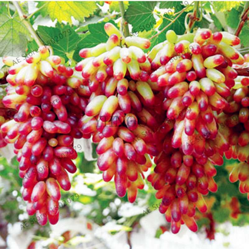 Kyoho Grape Seeds - Sweet Natural Fruit Seeds for Home Garden Planting, Fresh & Juicy