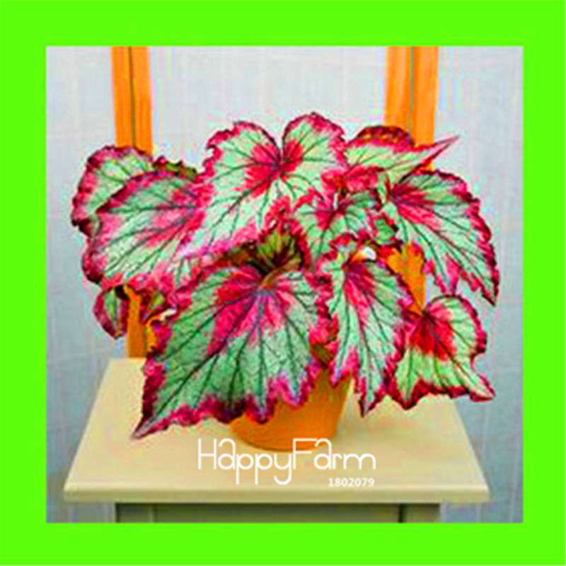 Begonia Flower Seeds - Vibrant Potted Bonsai for Garden, Balcony & Courtyard | Fast-Growing Coleus Seeds