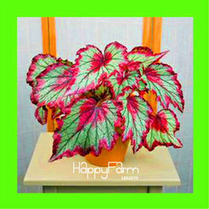 Begonia Flower Seeds - Vibrant Potted Bonsai for Garden, Balcony & Courtyard | Fast-Growing Coleus Seeds