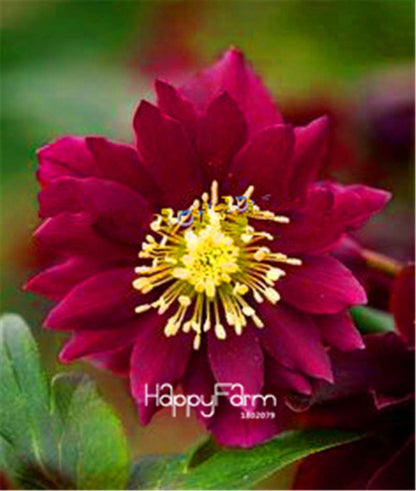 Helleborus Seeds for Bonsai - Grow Exotic Japanese Flowers at Home | DIY Garden Kit