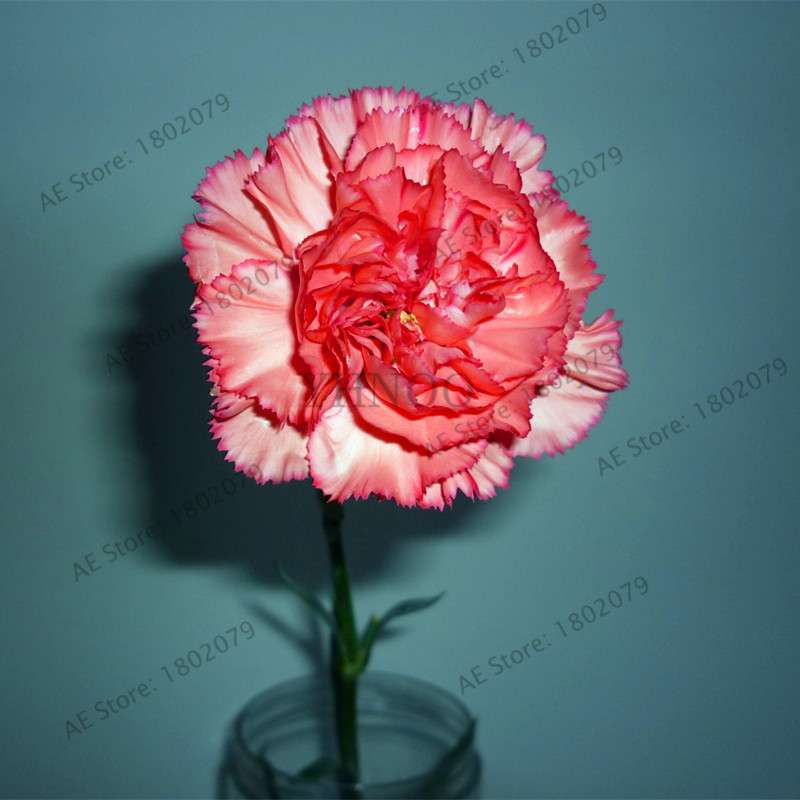 Rare Carnation Seeds - Dianthus Caryophyllus, Potted Bonsai Flower Seeds for Mother's Day, Home Garden Planting