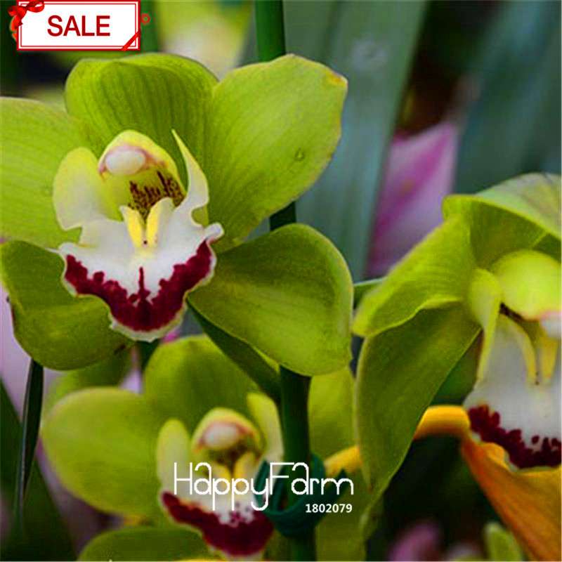 Phalaenopsis Orchid Seeds - 9 Stunning Varieties, Perennial Potted Flowers for Home & Garden