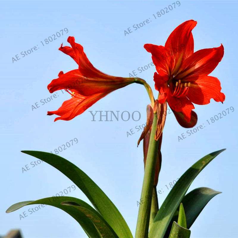 Vibrant Amaryllis Flower Seeds - High Germination, Easy to Grow, Hippeastrum Rutilum