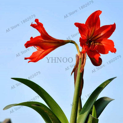 Vibrant Amaryllis Flower Seeds - High Germination, Easy to Grow, Hippeastrum Rutilum