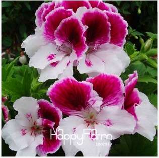 Geranium Seeds for Potted Balcony Planting - Fast Sprouting Pelargonium Flowers