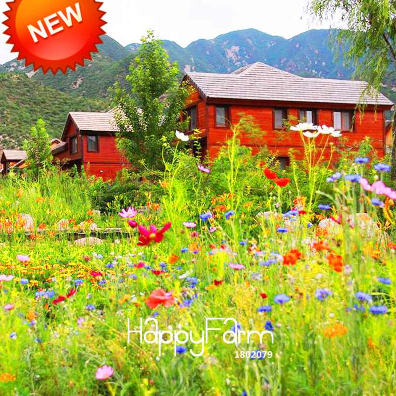 Chrysanthemum Seeds Mix - Perennial Wildflower Seeds for Home Garden Planting | USA Grown