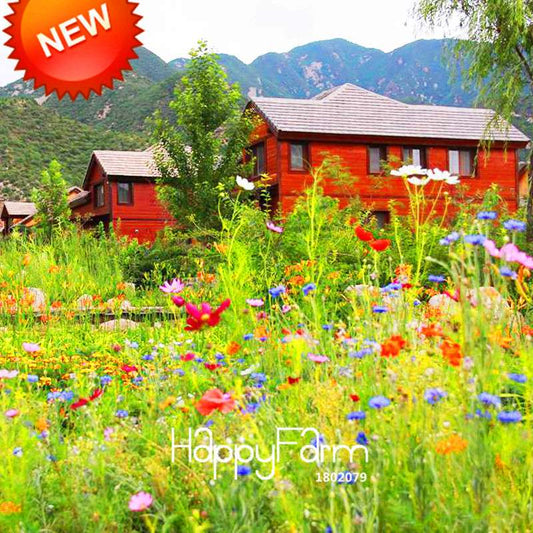 Chrysanthemum Seeds Mix - Perennial Wildflower Seeds for Home Garden Planting | USA Grown