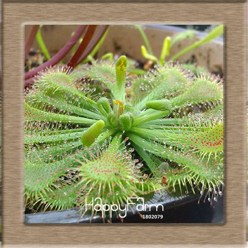 Sundew Seeds - Carnivorous Plant for Bonsai & Garden | Easy-Grow Potted Houseplant