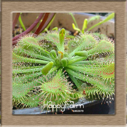 Sundew Seeds - Carnivorous Plant for Bonsai & Garden | Easy-Grow Potted Houseplant