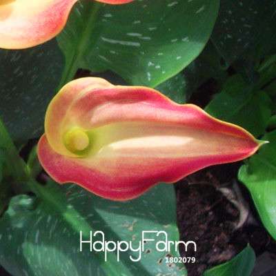 18 Color Rare Calla Lily Seeds - High Germination Rate, Fast US Shipping