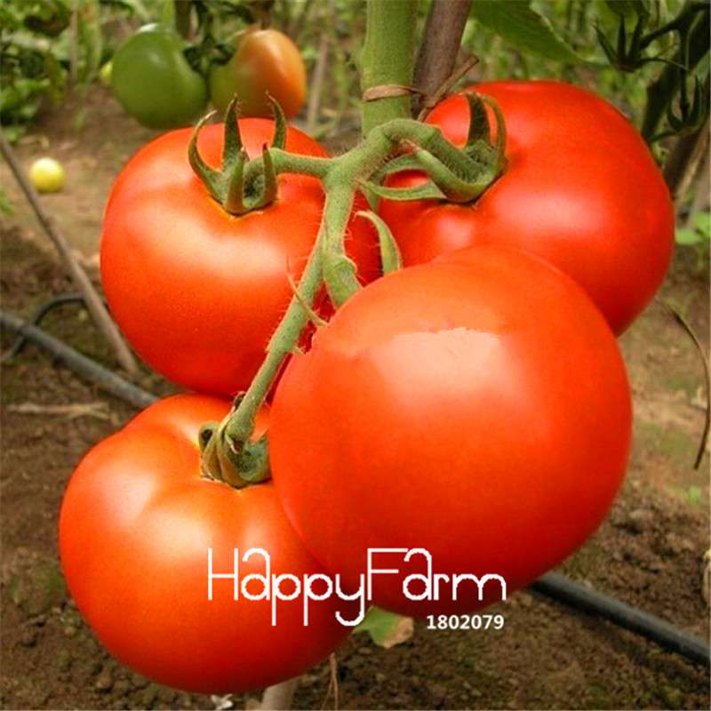 Rainbow Tomato Seeds - Organic Bonsai Veggie & Fruit Seeds for Home Garden, Non-GMO, Easy Grow