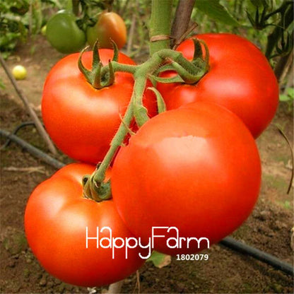 Rainbow Tomato Seeds - Organic Bonsai Veggie & Fruit Seeds for Home Garden, Non-GMO, Easy Grow