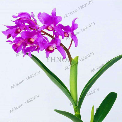 Rare Dendrobium Orchid Seeds - Perennial Indoor & Outdoor Balcony Office Plants