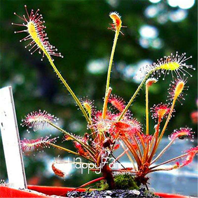 Sundew Seeds - Rare Carnivorous Bonsai Plants, Fresh & Novelty Garden Seeds for Home Gardening