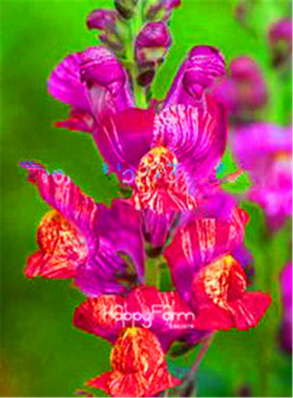 Rare Black Rose Snapdragon Seeds - Exotic Death Flower Plant for Garden
