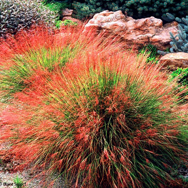 Blue Fescue Grass Seeds - Drought Tolerant, Perennial, DIY Home & Bonsai - Festuca Glauca