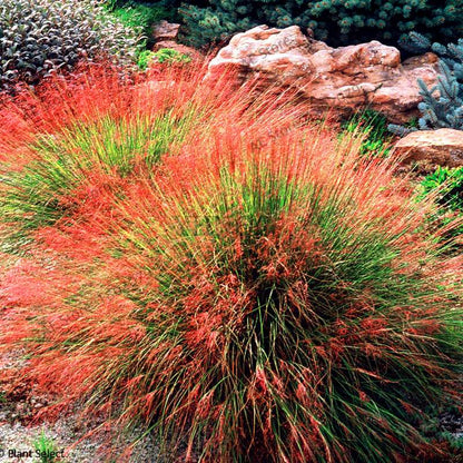 Blue Fescue Grass Seeds - Drought Tolerant, Perennial, DIY Home & Bonsai - Festuca Glauca