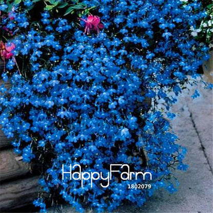 Lobelia Seeds - Bonsai Flower, Creeper & Ground Cover Plants for Garden Landscaping | Fast-Growing