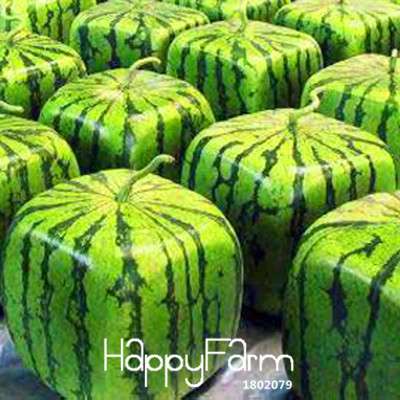 Rare Square Watermelon Seeds - Unique Geometric Shape, Sweet & Delicious Chinese Fruit for Home Garden