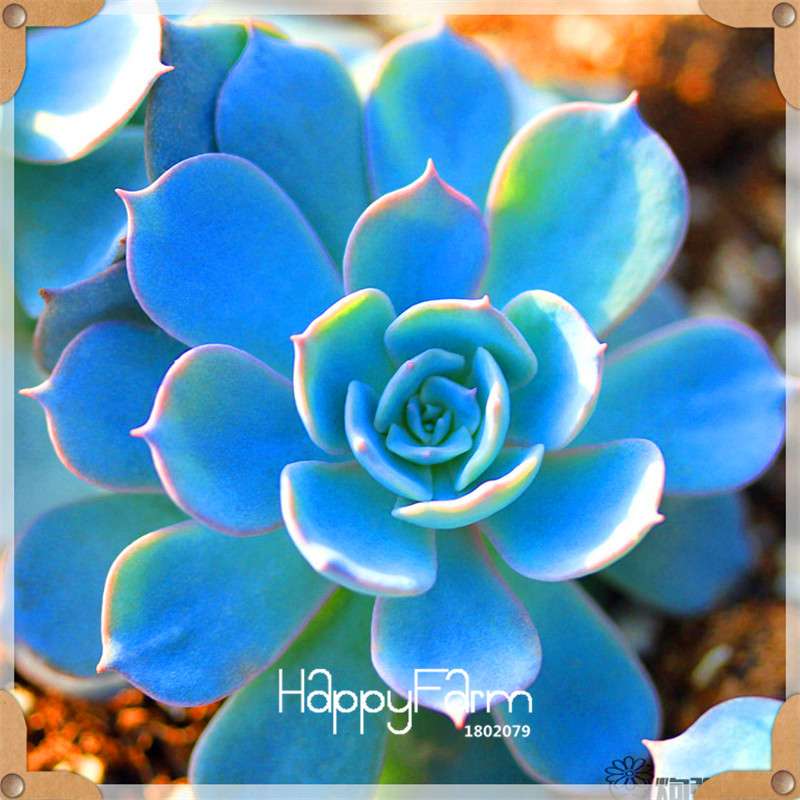 99 Rare Succulents & Lithops Seeds - Exotic Bonsai Plants, - Unique Office & Home Garden