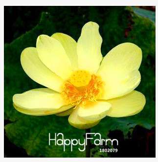 Affordable Water Lily Seeds for Bonsai & Balcony - Easy-Grow Potted Flowers