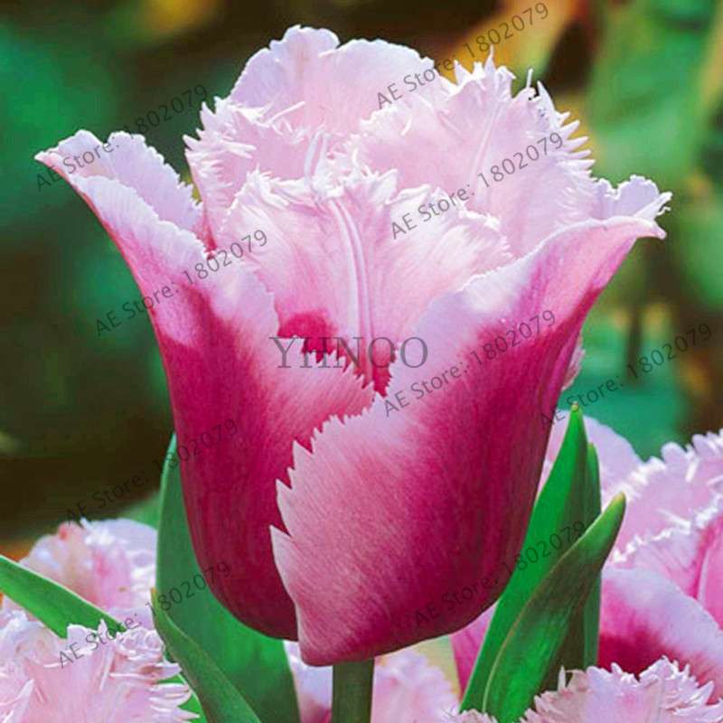 Rare Double Tulip Bulbs - Premium Imported Tulip Seeds for Home Garden Planting