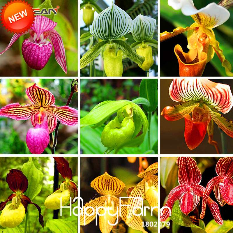 18 Color Orchid Seeds - Cypripedium & Paphiopedilum Bonsai Flower Seeds, Exotic Home Garden Planting