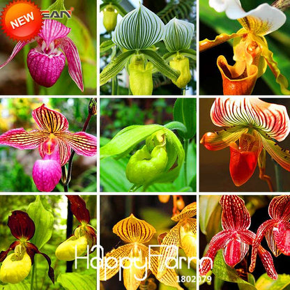 18 Color Orchid Seeds - Cypripedium & Paphiopedilum Bonsai Flower Seeds, Exotic Home Garden Planting