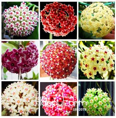 Buy Hoya Carnosa Seeds - for Home Garden, Potted Flower Seeds, Easy to Grow