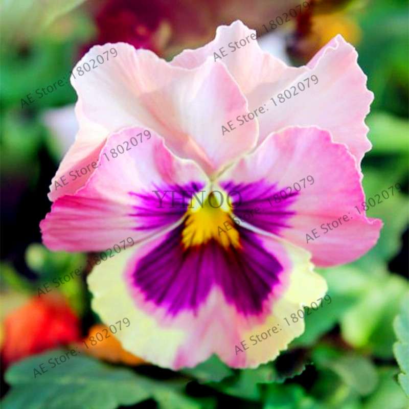 24 Colors Wavy Pansy Seeds - Viola Tricolor for Indoor Bonsai & Home Garden Planting