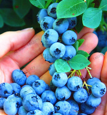 Blueberry Seeds for Planting - Edible Bonsai Fruit, Indoor & Outdoor Garden Plants - Non-GMO, Fast Growth