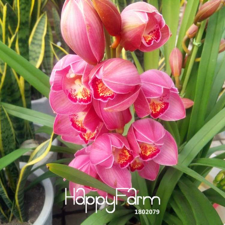 Pink Cymbidium Orchid Seeds - for Balcony Planting, Vibrant Potted Flower Seeds for Home Garden