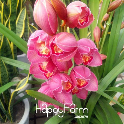 Pink Cymbidium Orchid Seeds - for Balcony Planting, Vibrant Potted Flower Seeds for Home Garden
