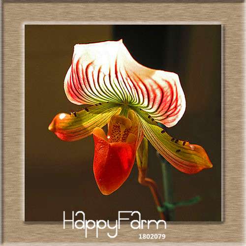18 Color Orchid Seeds - Cypripedium & Paphiopedilum Bonsai Flower Seeds, Exotic Home Garden Planting