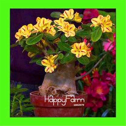 Desert Rose Seeds - Stunning Bonsai Flower for Garden, Balcony & Pots