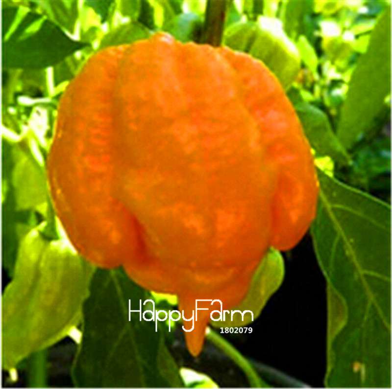 16 Hot Chili Pepper Varieties, Non-GMO Vegetable Seeds for Home Garden & Happy Farm