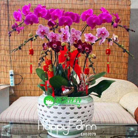 Phalaenopsis Orchid Seeds - Free Shipping, Easy Indoor Planting, Fresh Flowers