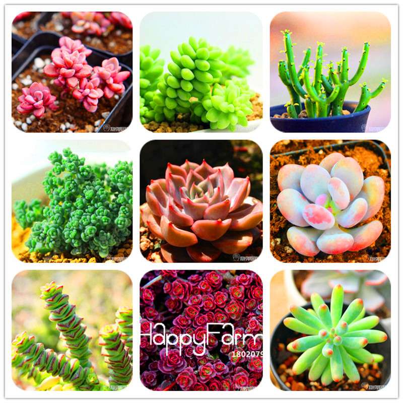 Lithops Seeds - 99 Varieties, Succulent & Bonsai Plants for Office, Rare Pseudotruncatella - Fast Shipping
