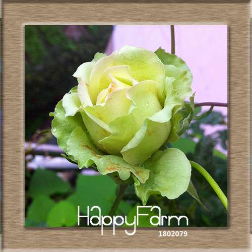 Pink & White Rose Seeds - 24 Rare Colors, for Balcony Planting, Potted Flower Garden
