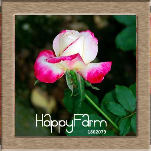 Rare White Red Edge Rose Seeds - for Balcony, Indoor & Garden Planting | Fresh Potted Flower Seeds