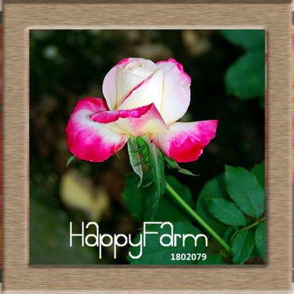 Rare White Red Edge Rose Seeds - for Balcony, Indoor & Garden Planting | Fresh Potted Flower Seeds