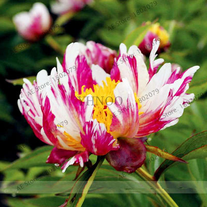 Rare Perennial Peony Seeds - Mixed Colors & Species, Bonsai Flower Tree for Home & Garden