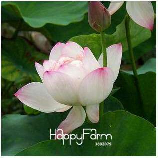 Affordable Water Lily Seeds for Bonsai & Balcony - Easy-Grow Potted Flowers