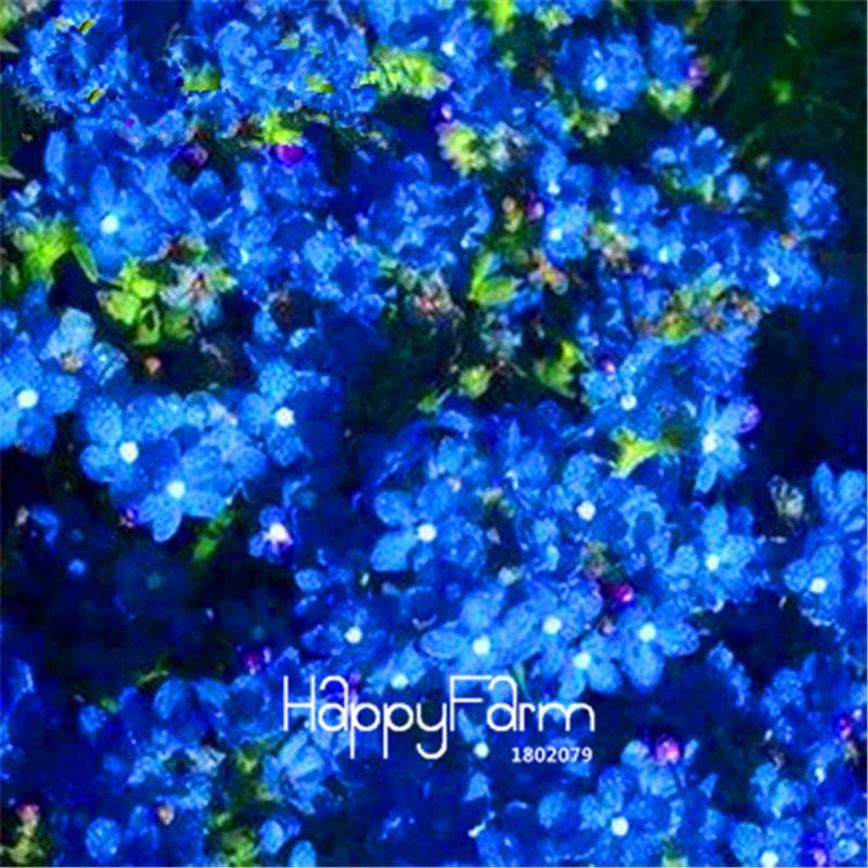Starry Flower Seeds - Easy-Grow Indoor Potted Plants for Spring & Winter | Fast Shipping